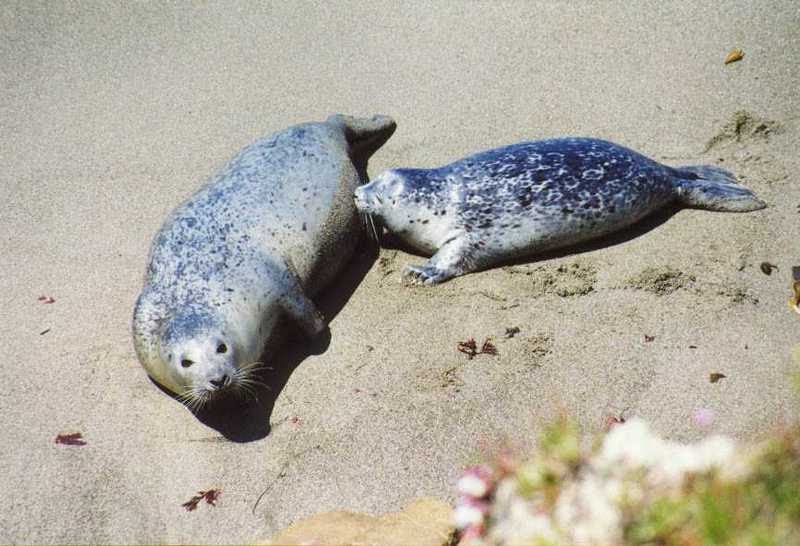 Sea animals -- feeding; DISPLAY FULL IMAGE.