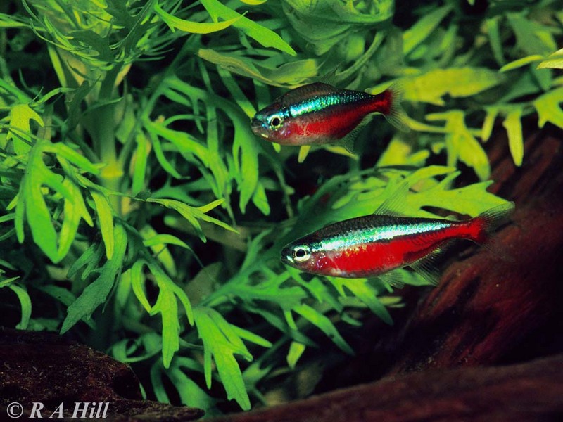Cardinal Tetras; DISPLAY FULL IMAGE.