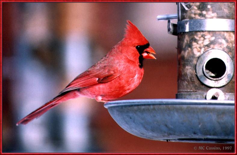 Resuming Transmission -- January 1998 images --> Northern Cardinal; DISPLAY FULL IMAGE.