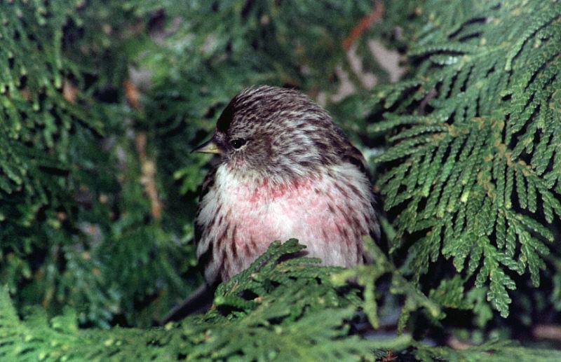 Common Redpoll; DISPLAY FULL IMAGE.