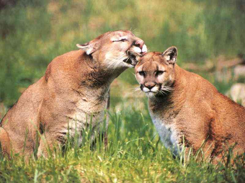 Re: cougar; DISPLAY FULL IMAGE.