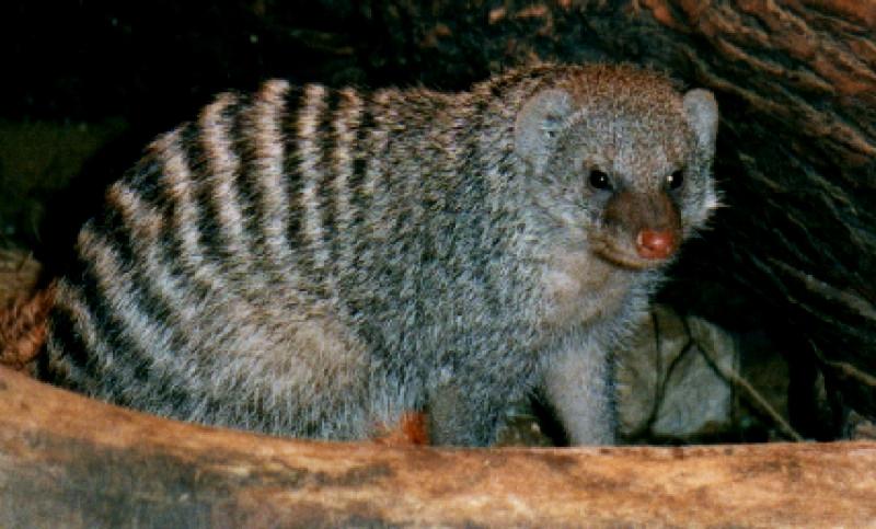 Critter --> Banded Mongoose (Mungos mungo) {!--줄무늬몽구스-->; DISPLAY FULL IMAGE.