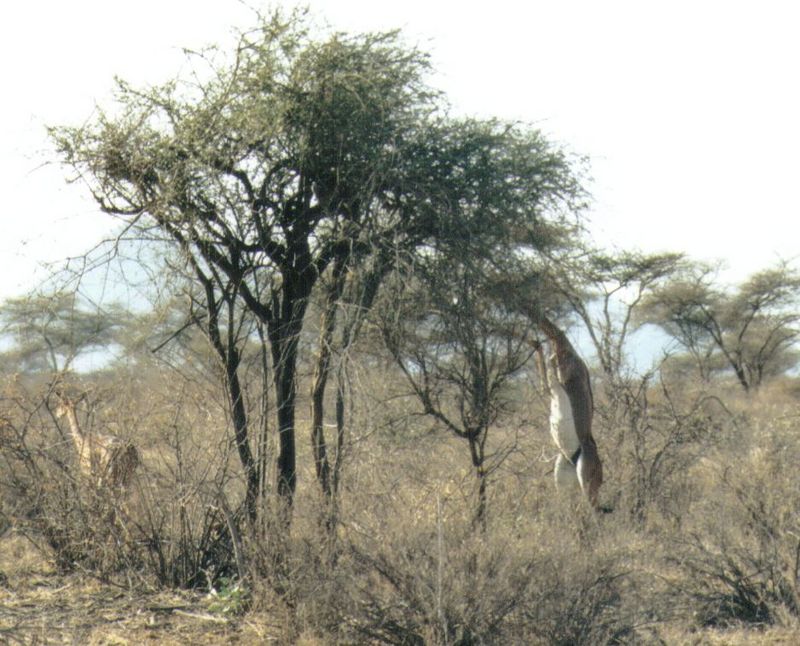 (P:\Africa\Antelope) Dn-a0003.jpg (1/1) (134 K); DISPLAY FULL IMAGE.