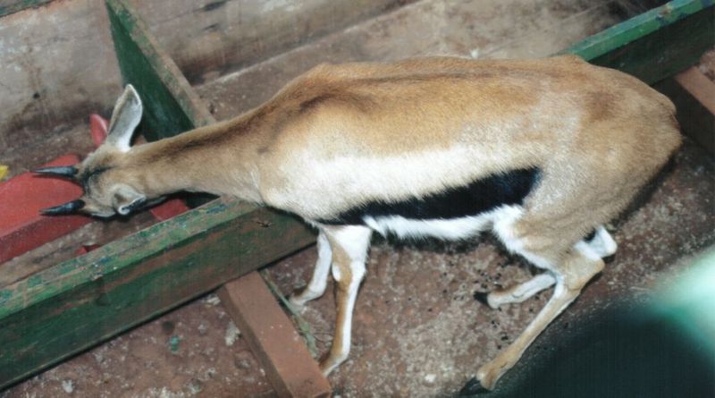 (P:\Africa\Antelope) Dn-a0009.jpg (Thomson's Gazelle); DISPLAY FULL IMAGE.