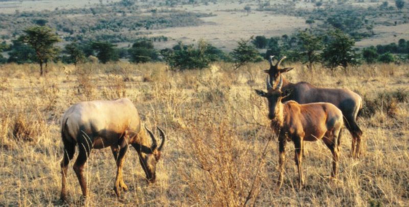 (P:\Africa\Antelope) Dn-a0016.jpg (Topis); DISPLAY FULL IMAGE.