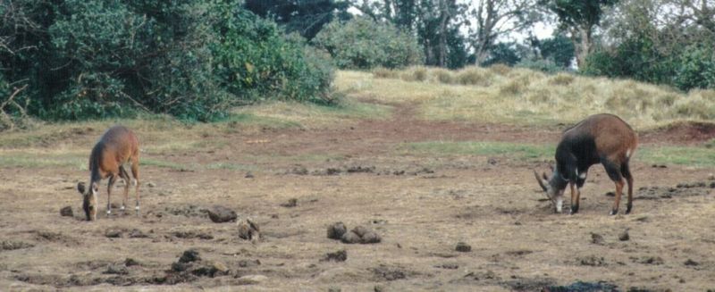 (P:\Africa\Antelope) Dn-a0018.jpg (1/1) (83 K); DISPLAY FULL IMAGE.