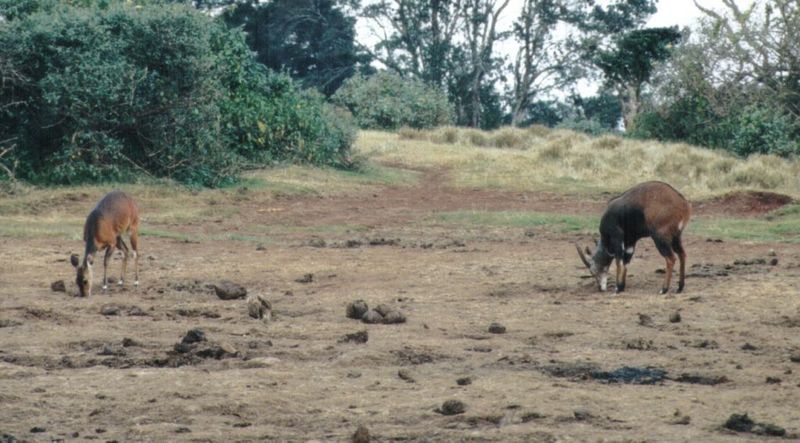 (P:\Africa\Antelope) Dn-a0020.jpg (1/1) (113 K); DISPLAY FULL IMAGE.