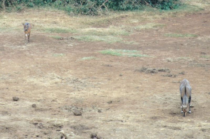 (P:\Africa\Antelope) Dn-a0025.jpg (1/1) (106 K); DISPLAY FULL IMAGE.