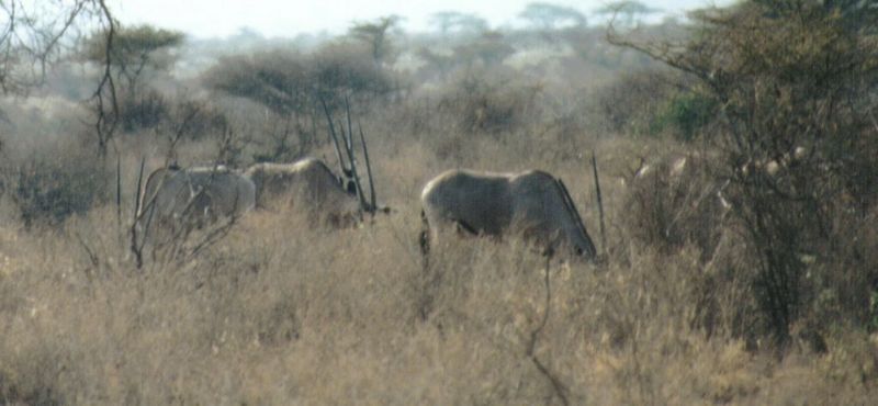 (P:\Africa\Antelope) Dn-a0034.jpg (1/1) (63 K); DISPLAY FULL IMAGE.