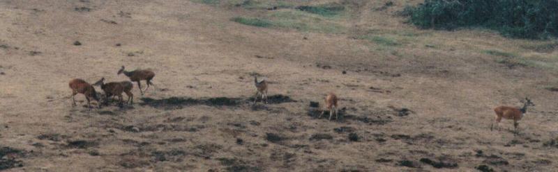 (P:\Africa\Ark) Dn-a0040.jpg (0/1) (52 K); DISPLAY FULL IMAGE.