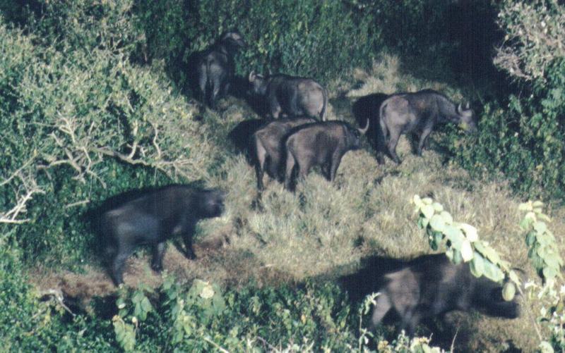 (P:\Africa\Ark) Dn-a0059.jpg (1/1) (135 K); DISPLAY FULL IMAGE.