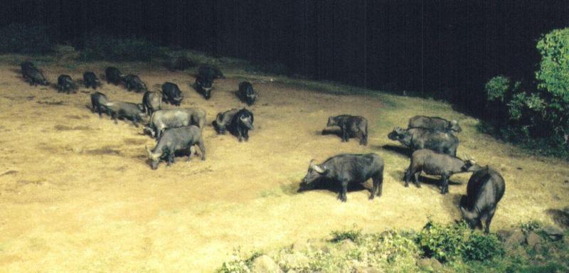 (P:\Africa\Ark) Dn-a0063.jpg (1/1) (78 K); DISPLAY FULL IMAGE.