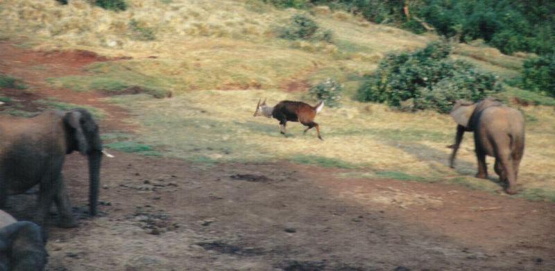 (P:\Africa\Ark) Dn-a0073.jpg (1/1) (75 K); DISPLAY FULL IMAGE.