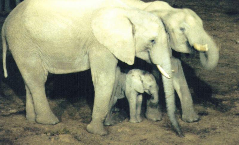 (P:\Africa\Ark) Dn-a0083.jpg (1/1) (85 K); DISPLAY FULL IMAGE.