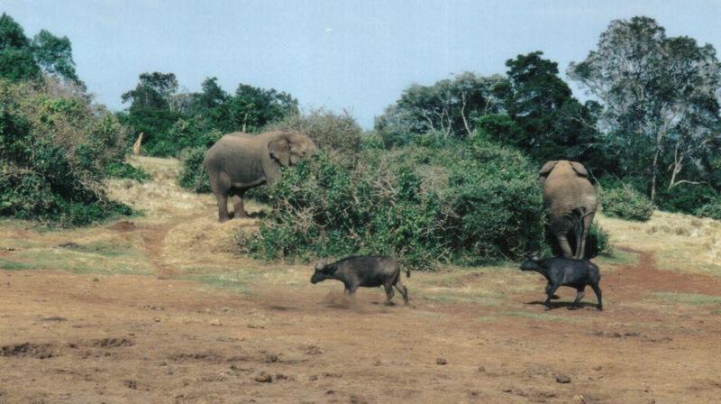 (P:\Africa\Ark-Run) Dn-a0085.jpg (1/1) (105 K); DISPLAY FULL IMAGE.