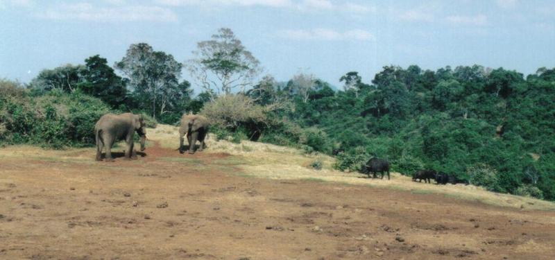 (P:\Africa\Ark-Run) Dn-a0090.jpg (1/1) (77 K); DISPLAY FULL IMAGE.