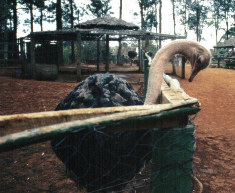 (P:\Africa\Bird) Dn-a0103.jpg (1/1) (108 K); DISPLAY FULL IMAGE.
