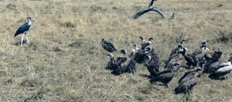 (P:\Africa\Bird) Dn-a0113.jpg (Marabou Stork and African White-backed Vultures); DISPLAY FULL IMAGE.