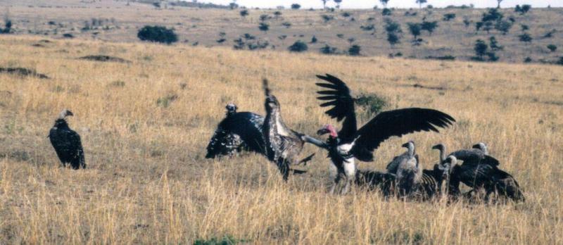 (P:\Africa\Bird) Dn-a0132.jpg (Lappet-faced Vulture and White-backed Vultures); DISPLAY FULL IMAGE.