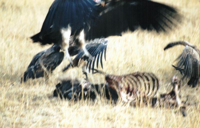 (P:\Africa\Bird) Dn-a0135.jpg (Lappet-faced Vulture, Torgos tracheliotos); DISPLAY FULL IMAGE.