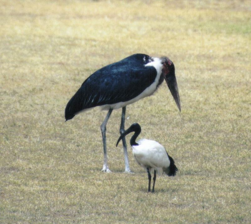 (P:\Africa\Bird) Dn-a0191.jpg (Marabou Stork); DISPLAY FULL IMAGE.
