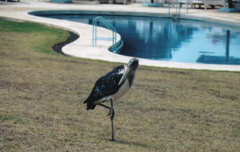 (P:\Africa\Bird) Dn-a0192.jpg (Marabou Stork); DISPLAY FULL IMAGE.