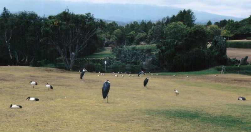 (P:\Africa\Bird) Dn-a0195.jpg (Marabou Storks); DISPLAY FULL IMAGE.