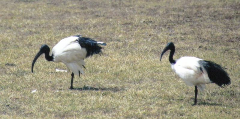 (P:\Africa\Bird) Dn-a0197.jpg (Sacred Ibises); DISPLAY FULL IMAGE.
