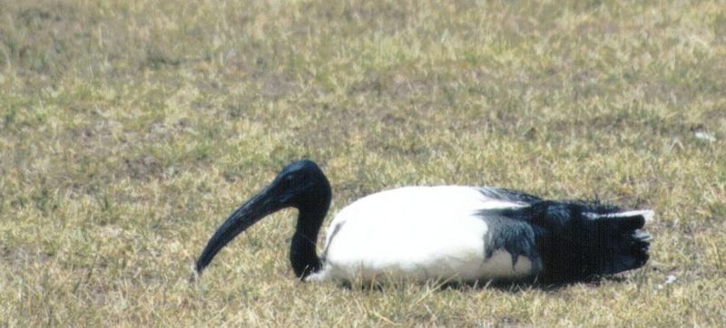 (P:\Africa\Bird) Dn-a0198.jpg (Sacred Ibis); DISPLAY FULL IMAGE.