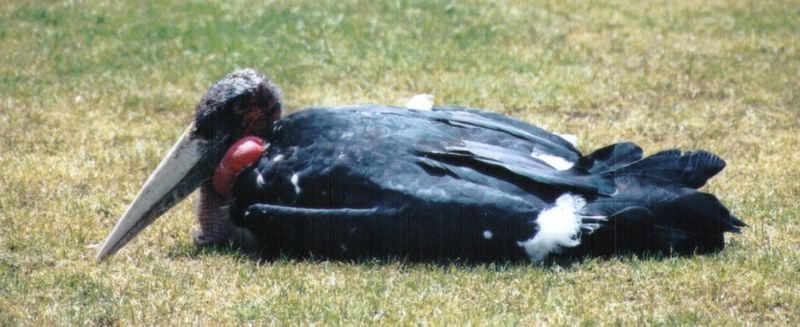 (P:\Africa\Bird) Dn-a0199.jpg (Marabou Stork); DISPLAY FULL IMAGE.