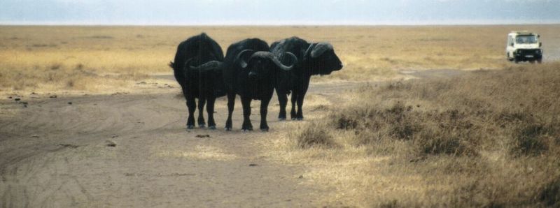 (P:\Africa\Buffalo) Dn-a0210.jpg (1/1) (56 K); DISPLAY FULL IMAGE.