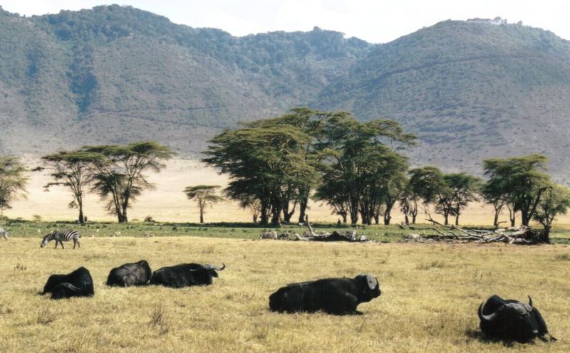 (P:\Africa\Buffalo) Dn-a0211.jpg (1/1) (119 K); DISPLAY FULL IMAGE.