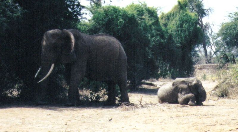 (P:\Africa\Elephant) Dn-a0259.jpg (1/1) (100 K); DISPLAY FULL IMAGE.