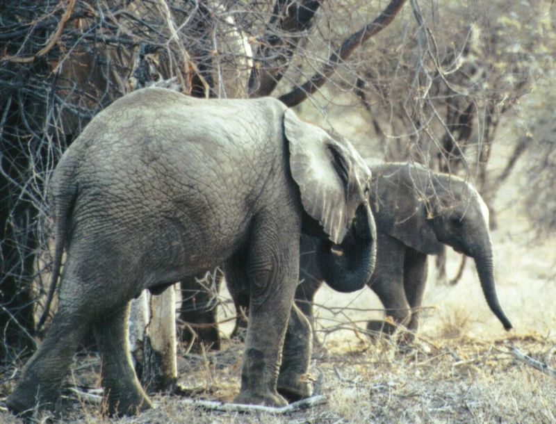 (P:\Africa\Elephant) Dn-a0263.jpg (1/1) (139 K); DISPLAY FULL IMAGE.