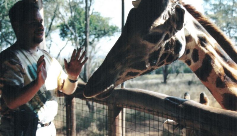 (P:\Africa\Giraffe) Dn-a0356.jpg (1/1) (88 K); DISPLAY FULL IMAGE.