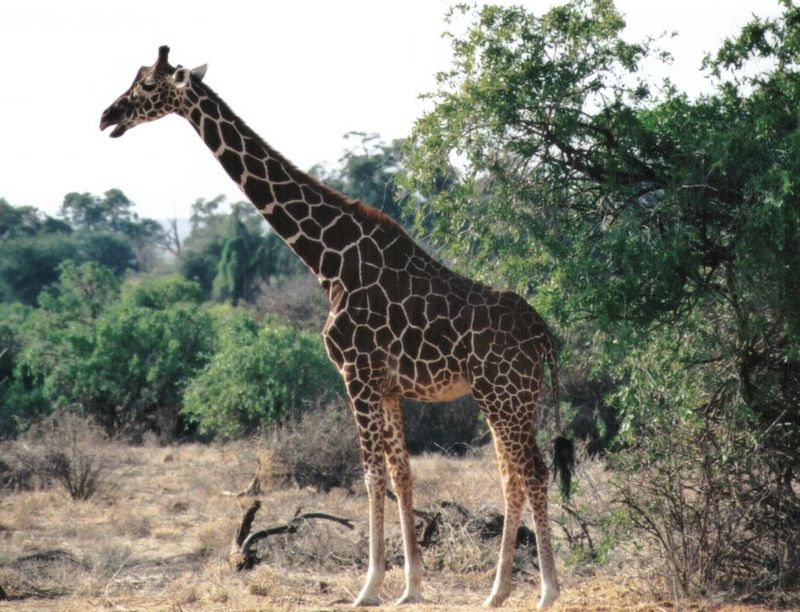 (P:\Africa\Giraffe) Dn-a0368.jpg (1/1) (152 K); DISPLAY FULL IMAGE.