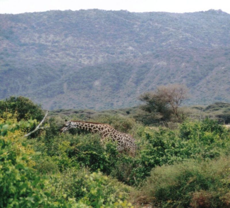 (P:\Africa\Giraffe) Dn-a0374.jpg (1/1) (99 K); DISPLAY FULL IMAGE.