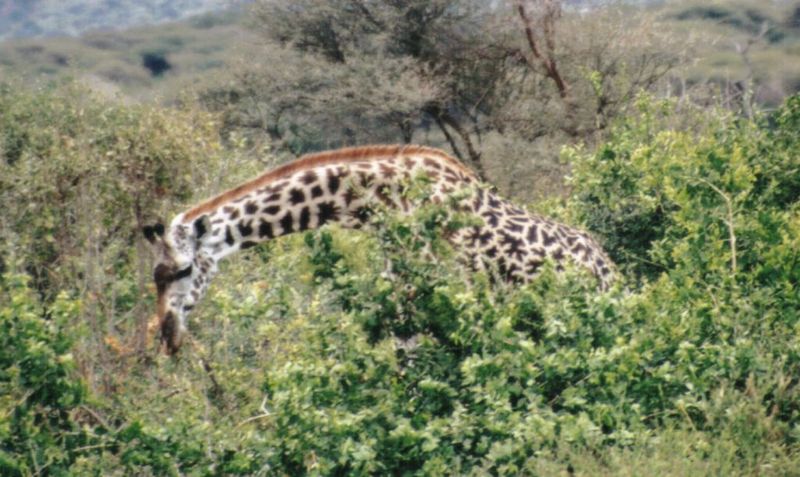 (P:\Africa\Giraffe) Dn-a0375.jpg (1/1) (122 K); DISPLAY FULL IMAGE.