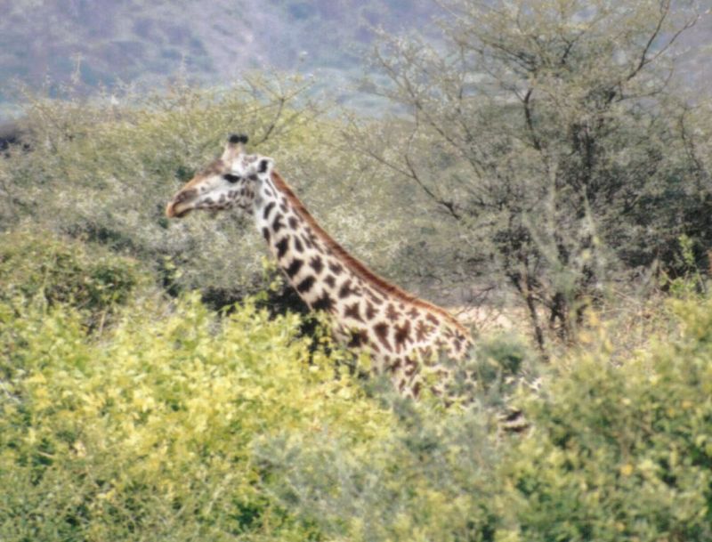 (P:\Africa\Giraffe) Dn-a0376.jpg (1/1) (127 K); DISPLAY FULL IMAGE.
