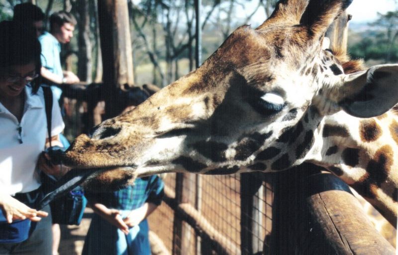 (P:AfricaGiraffe) Dn-a0379.jpg; DISPLAY FULL IMAGE.