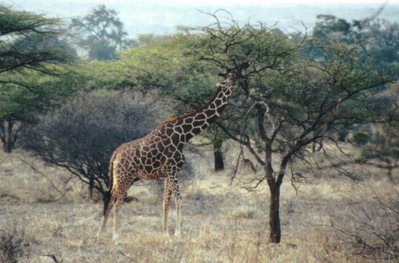 (P:\Africa\Giraffe) Dn-a0380.jpg (1/1) (127 K); DISPLAY FULL IMAGE.