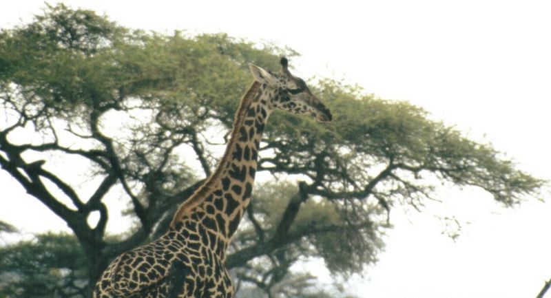 (P:\Africa\Giraffe) Dn-a0381.jpg (1/1) (76 K); DISPLAY FULL IMAGE.
