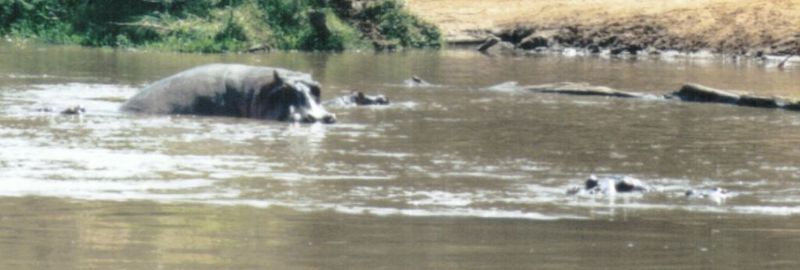 (P:\Africa\Hippo) Dn-a0385.jpg (1/1) (50 K); DISPLAY FULL IMAGE.