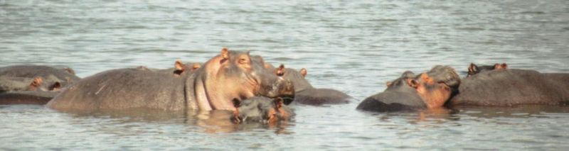 (P:\Africa\Hippo) Dn-a0386.jpg (1/1) (41 K); DISPLAY FULL IMAGE.