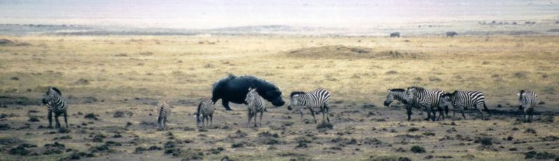 (P:\Africa\Hippo) Dn-a0387.jpg (1/1) (53 K); DISPLAY FULL IMAGE.