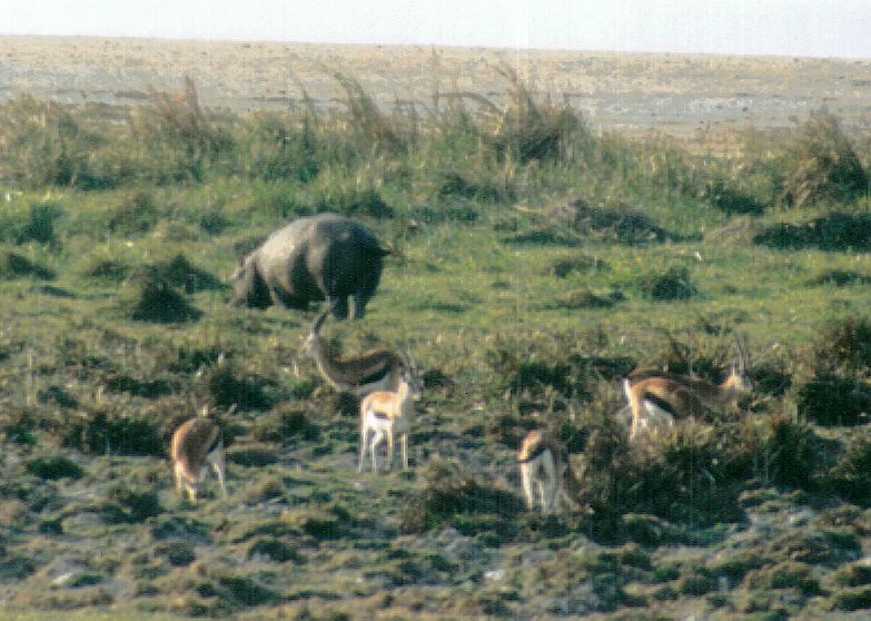 (P:\Africa\Hippo) Dn-a0388.jpg (Gazelles); DISPLAY FULL IMAGE.