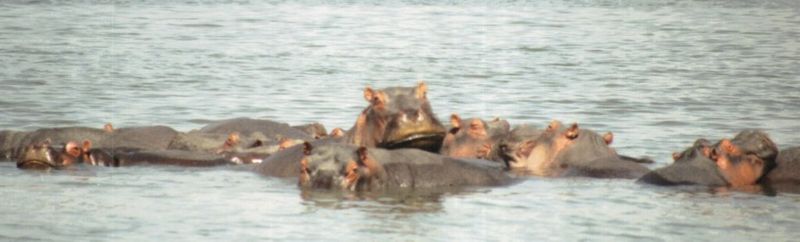 (P:\Africa\Hippo) Dn-a0389.jpg (1/1) (45 K); DISPLAY FULL IMAGE.