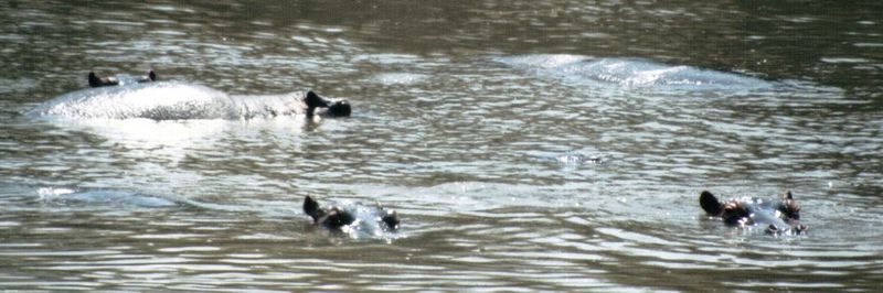 (P:\Africa\Hippo) Dn-a0390.jpg (1/1) (73 K); DISPLAY FULL IMAGE.
