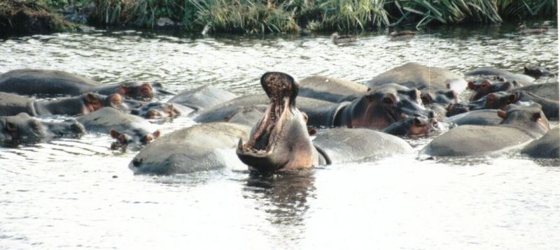 (P:\Africa\Hippo) Dn-a0395.jpg (1/1) (80 K); DISPLAY FULL IMAGE.