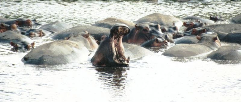 (P:\Africa\Hippo) Dn-a0396.jpg (1/1) (69 K); DISPLAY FULL IMAGE.